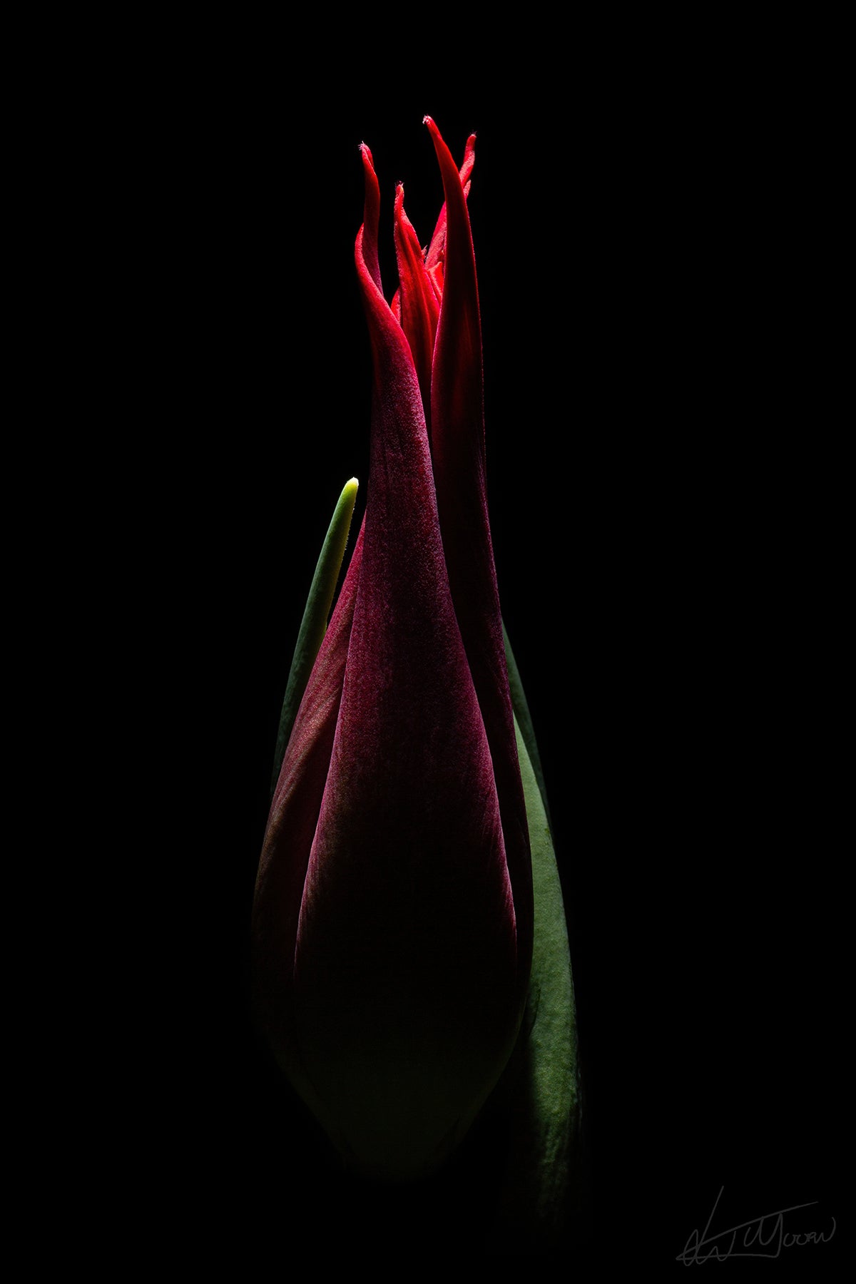 Red Crown