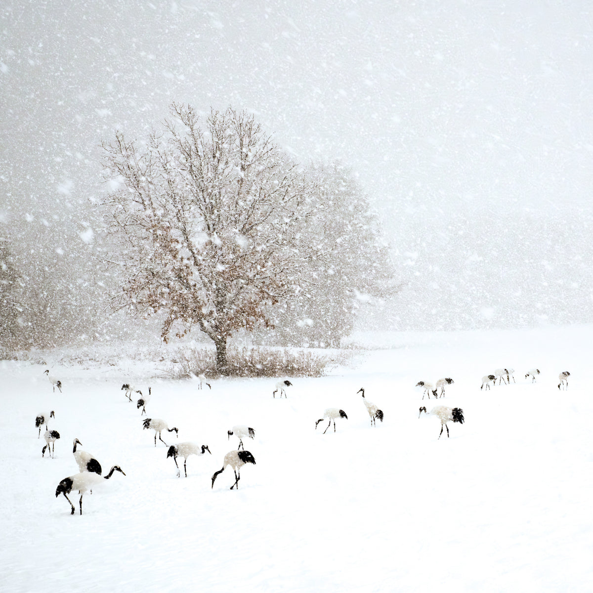 5-Red crowned cranes Hokkaido