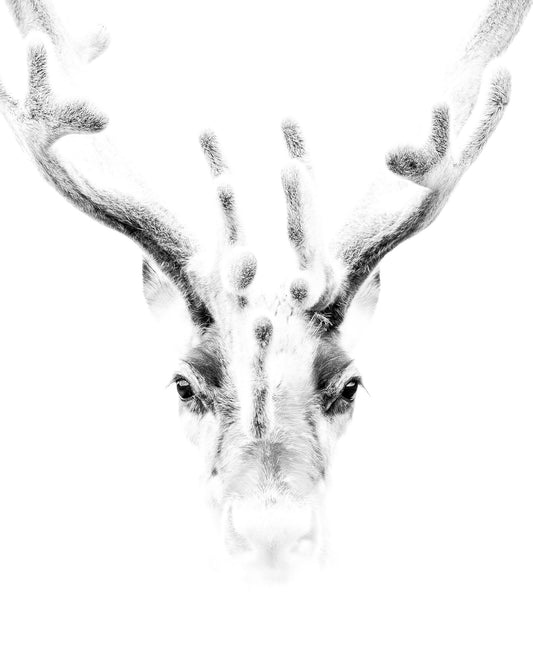 ‘Rendier in Spitsbergen’
