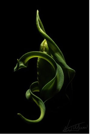 The green dragon