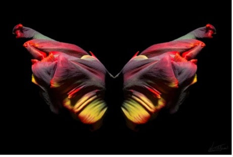 The Butterfly