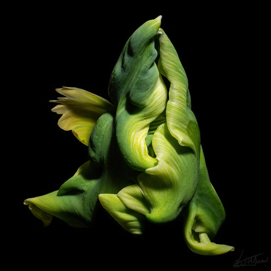 Birth of the Phoenix
