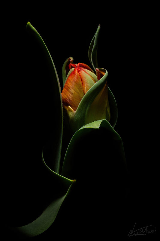 Dance of life