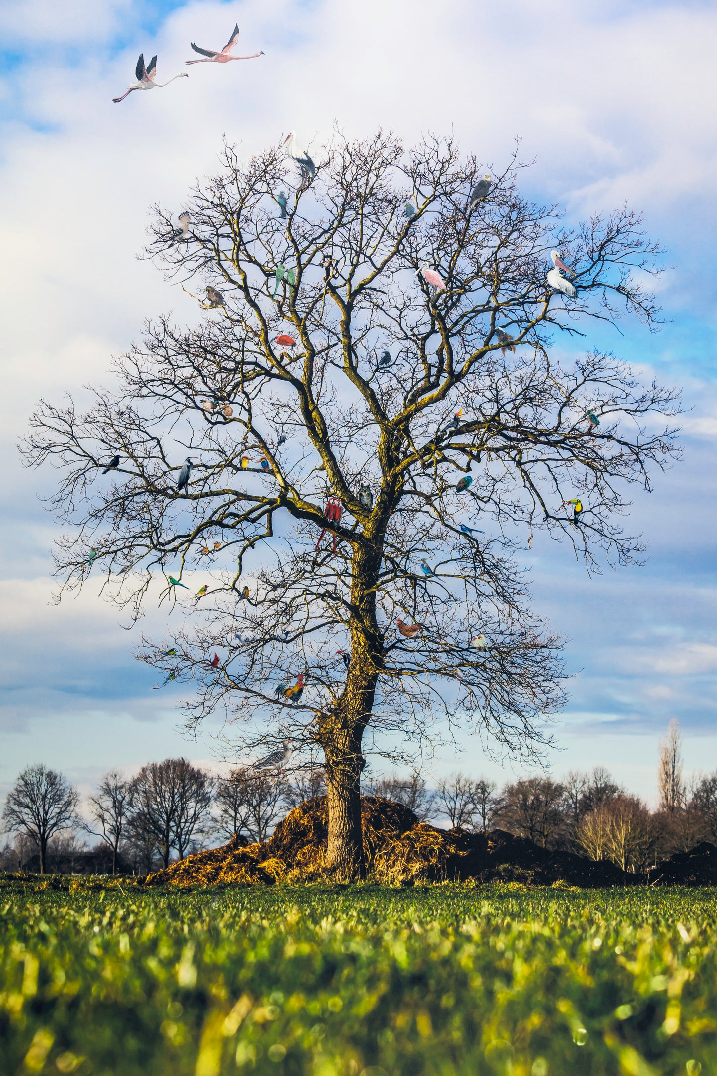 Ontmoetingsboom van Vogels