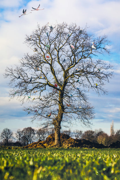 Ontmoetingsboom van Vogels
