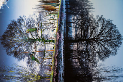Pauwenboom print