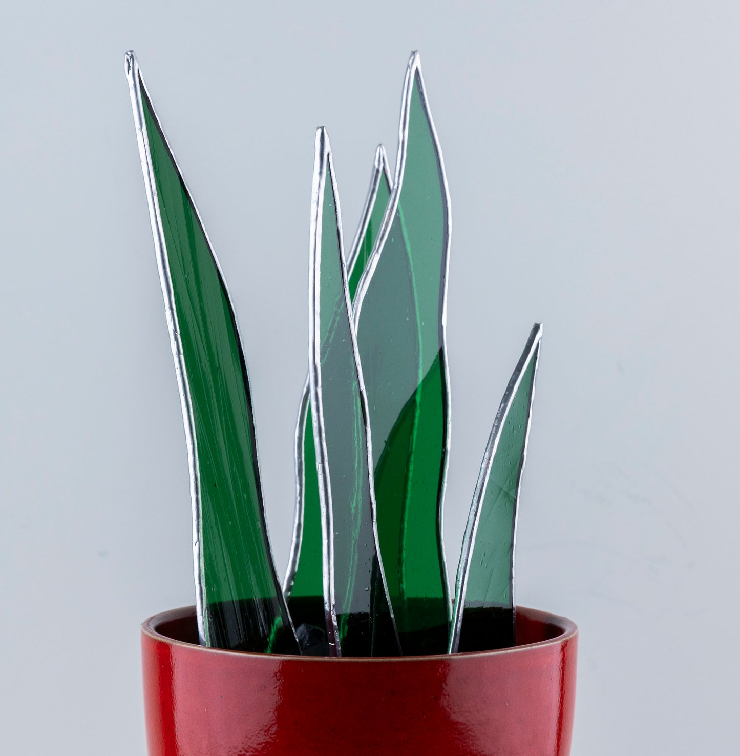 Sanseveria Plant