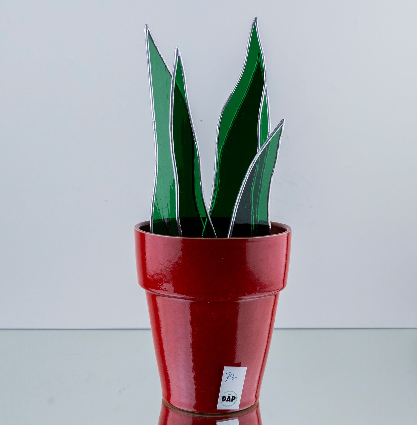 Sanseveria Plant