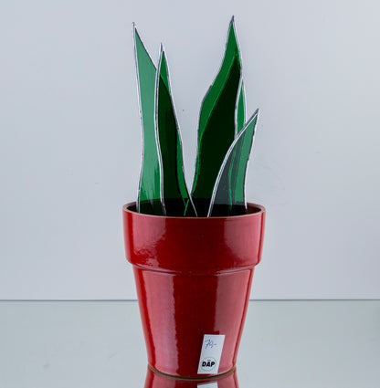 Sanseveria Plant