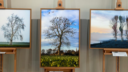 Ontmoetingsboom van Vogels